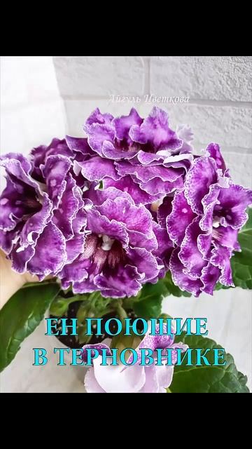 #глоксиния #геснериевые #глоксиниипочтой #купитьглокс