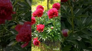 Пион Ред Грейс#мой сад#