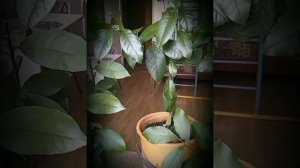 Как использовать листья лимона при обрезке ? #моирасте