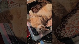 Песня про котиков "Милые котик машут хвостами" - стихи наши, музыка и голос - искусственный интеллек