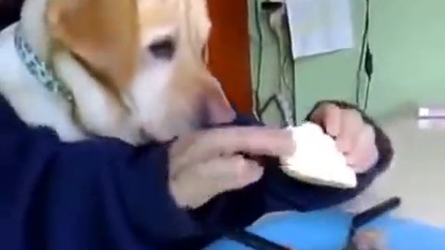 LOL СОБАКА СИДИТ ЗА СТОЛОМ СМОТРЕТЬ ВСЕМ! смотреть онлайн