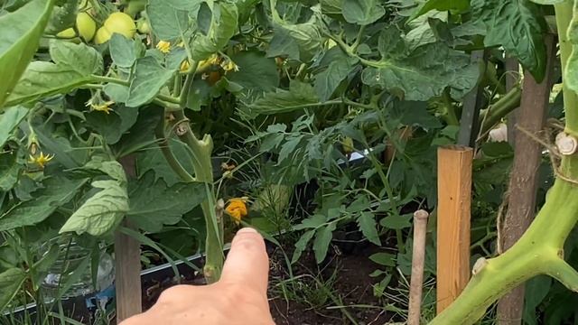 Урожай 2024 - наш первый огород на участке. Что растет у Х смотреть онлайн