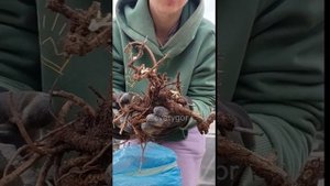 Корни Гипсофилы многолетней "Фламинго" распаковка