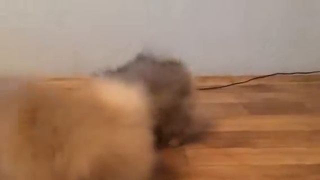 Щенки шпица миниатюра. Питомник Пушистая страсть. смотреть онлайн