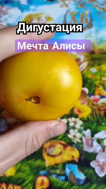 Дегустация томата: Мечта Алисы. Высоко урожайный сорт смотреть онлайн