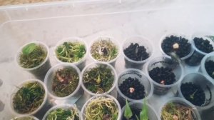 посадка алоказий в аквагрунт часть 2