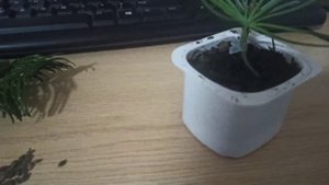 Как привить ель/пихту на сосну