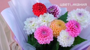 Букет георгинов на 1 сентября