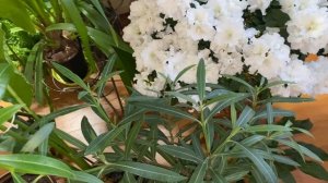 Уход за олеандром в квартире.