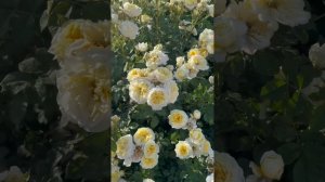 Розы Юбилей принца Монако, Омаж а барбара, Аспирин, Зе пилгрим, Ангела