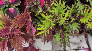 мои ампельные и полуампельные сорта колеусов