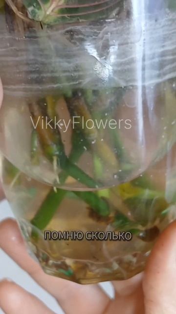 Маранта с клещами и лысыми ветками#маранта #комнатные? смотреть онлайн