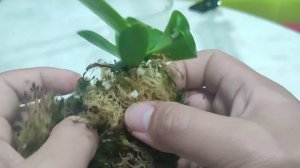 Пересадка орхидеи из перлита в мох. Орхидея Мамбо.