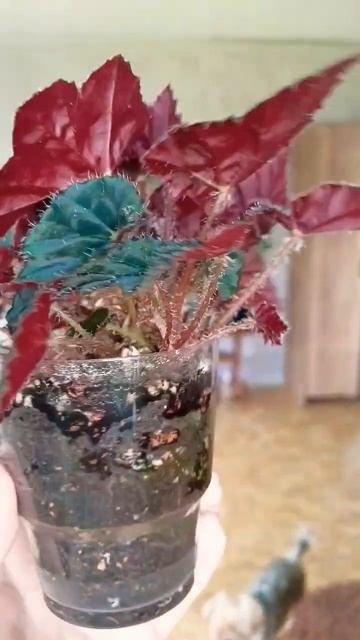 Бегония #plants #комнатныерастения #моирастения #растени?