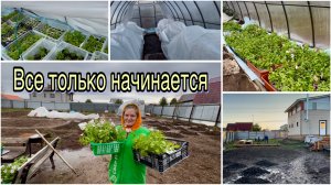 Вынесла рассаду в теплицу. В огороде утонули. Как пережила рассада в теплице
