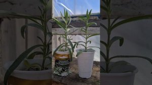 Как вырастить Гипсофилу метельчатая "Ажурное серебро"