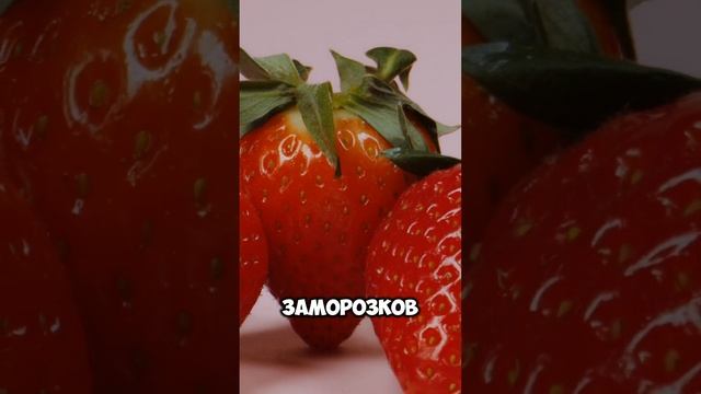 5 Сортов Ягод, Которые Должны Быть В Вашем Саду! Урожай?