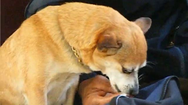 Собака ест мороженое смотреть онлайн