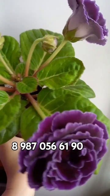 #купитьглоксинию#сортовая_глоксиния#глоксиниипочтой#