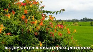 Глориоза - огненная лилия