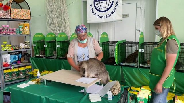 Mейн-Кун Mainelynx Verity Seeker WCF ring (Садовникова) смотреть онлайн