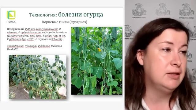 Самые частые болезни огурцов. Как спасти урожай огурц?