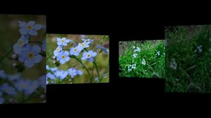 Незабудка болотная