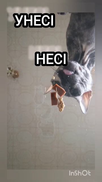 #люблюкошек #cat #мята #мяу