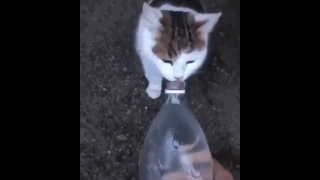 Гифки со звуками ULTRAKILLA смотреть онлайн