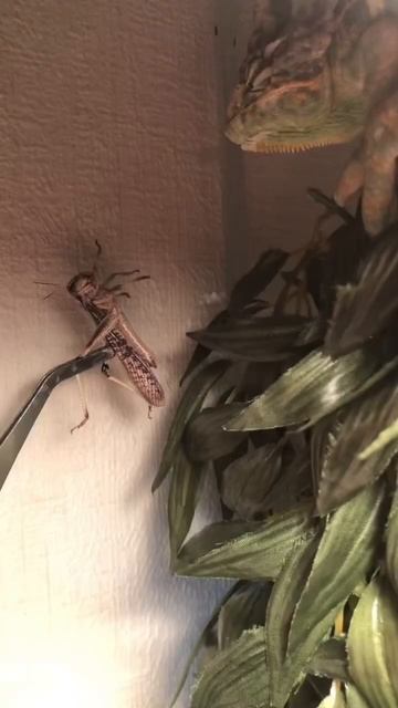 Кормлю рептилий! А какие домашние жив смотреть онлайн