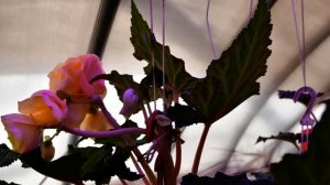 Клубневые бегонии. Слекция Dimetris. 29,09,2024