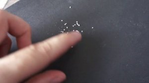 Цветение Анакампсероса Вариегатного (Anacampseros rufescens Varieg