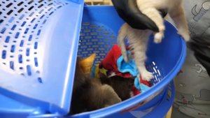 Котята у ветеринара