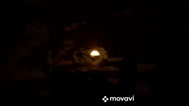 Шум листьев кедра