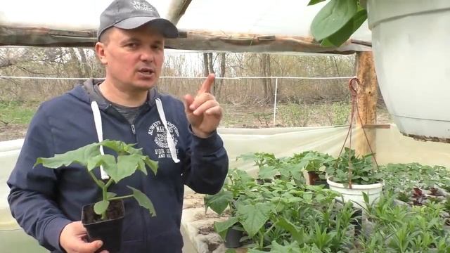 Чем подкормить рассаду огурцов, чтобы она была жирненькой и коренастой.