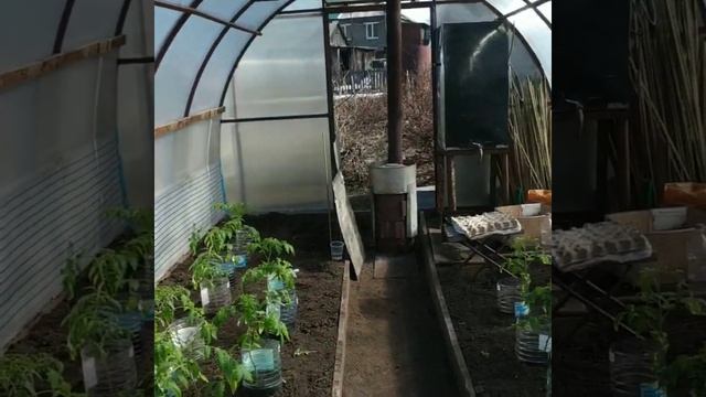 Томаты в теплице, корни, чем подсыпать? смотреть онлайн