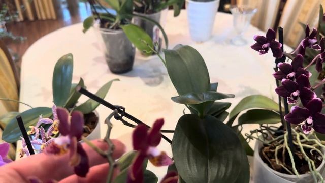 МОИ МИНИАТЮРНЫЕ , АРОМАТНЫЕ ОРХИДЕИ 🌺🌺🌺  ( часть 2)