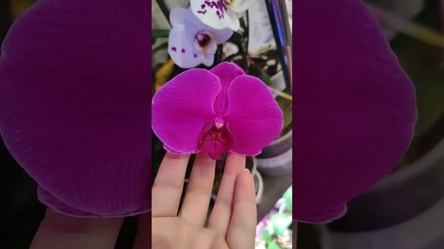 Мои шикарные орхидеи смотреть онлайн