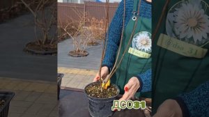 Весенняя обрезка метельчатой гортензии  на три почки.