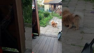 Течка у шпица / Девчонки развлекаются