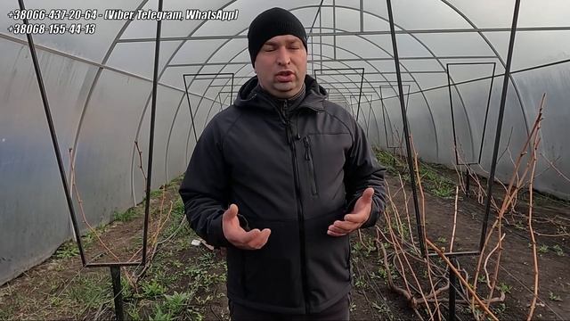 Передають морози. Рятую виноград у теплиці 2025