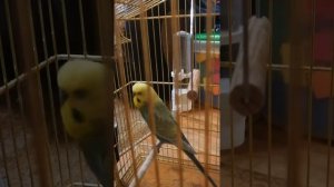 Попугай матершинник