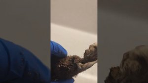 Сохраняем морозник  до  высадки в открытый  грунт