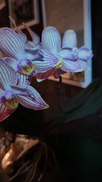 🌺 #torino #орхидея #orchid #фаленопсис #flowers #пелорик #бантик #