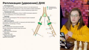 Репликация - удвоение ДНК в ЕГЭ 2024 по биологии