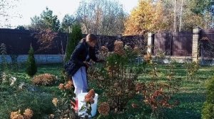 Обрезка метельчатой гортензии осенью. когда и зачем с?
