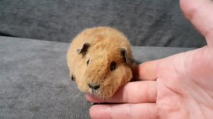 американский тедди бафф, калифорния с ч.п. (возраст 1 месяц), питомник ZLATO VLASKA