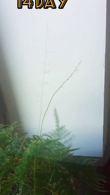 Аспарагус перестый #plants #jaki #растение