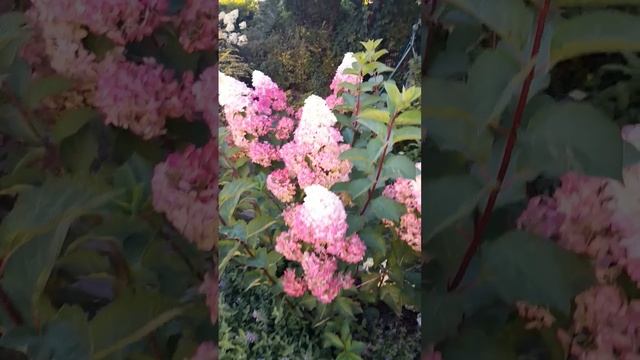 Фрайз Мельба #гортензиивсаду #гортензииметельчатые @ra смотреть онлайн