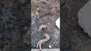 можно ли сажать пионы в ноябре